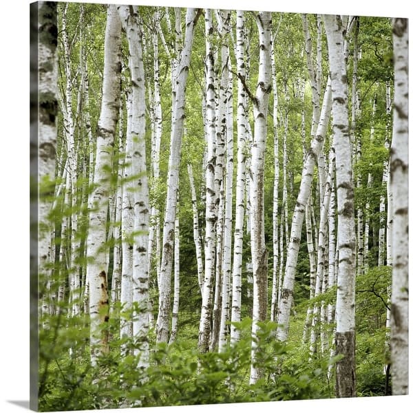 Shop Birch Trees Betula Sp Summer Canvas Wall Art
