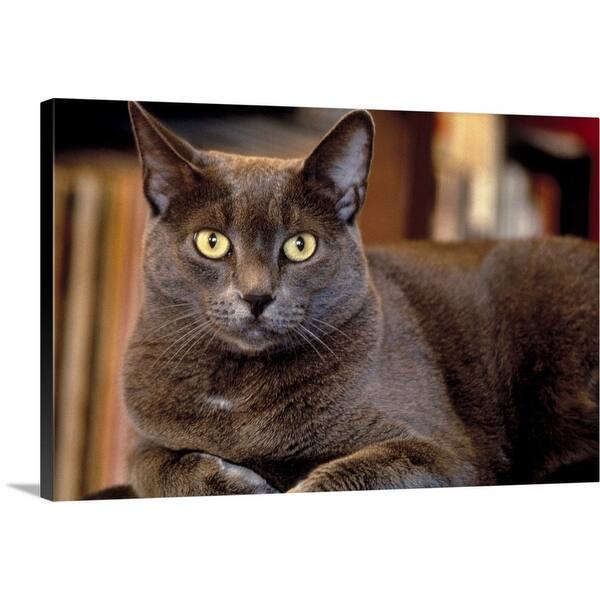 Shop Grey Cat Canvas Wall Art Overstock 16482724