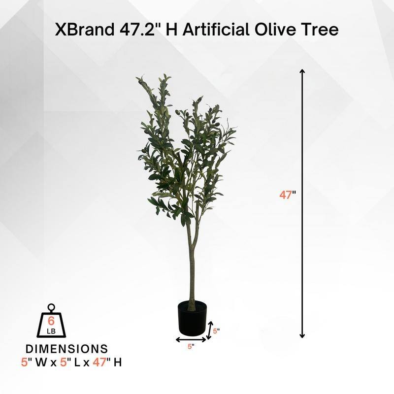 Olive Tree used in garden and outdoor, backyard
