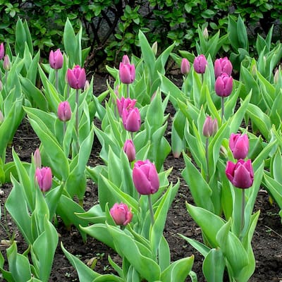 Spring Lavender Trophy Tulips- Purple Flowers - 18 Bulbs - Attracts Butterflies, Bees & Hummingbirds - 18 Bulbs