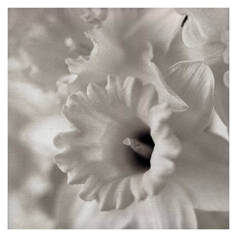 Florison #45 by Alan Blaustein Canvas Art Print
