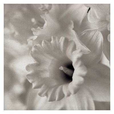 Florison #45 by Alan Blaustein Canvas Art Print