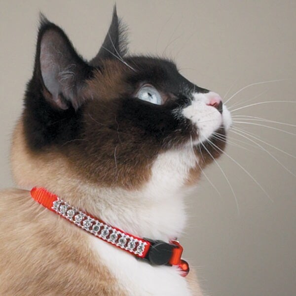 meow collar
