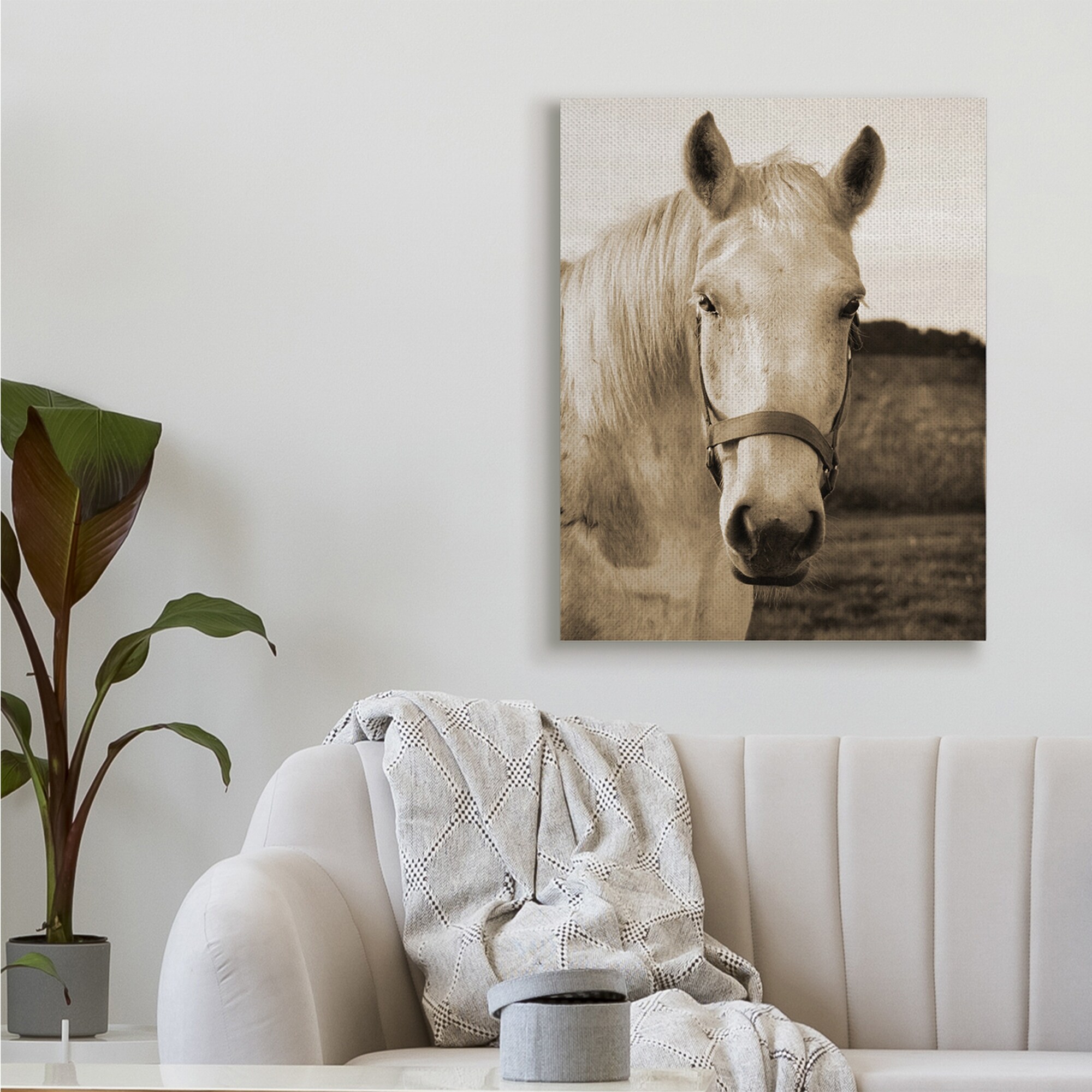 Stupell Rustic Sepia tone Portrait of White Horse Canvas-image