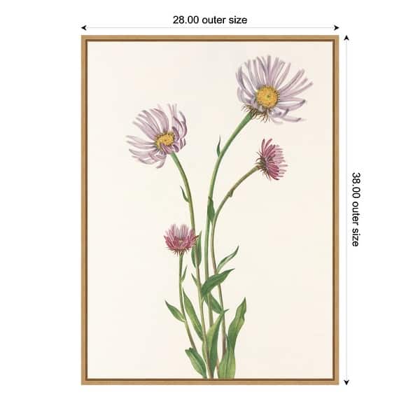 Alaska Fleabane From North American Wildflowers (1925) By Mary Vaux