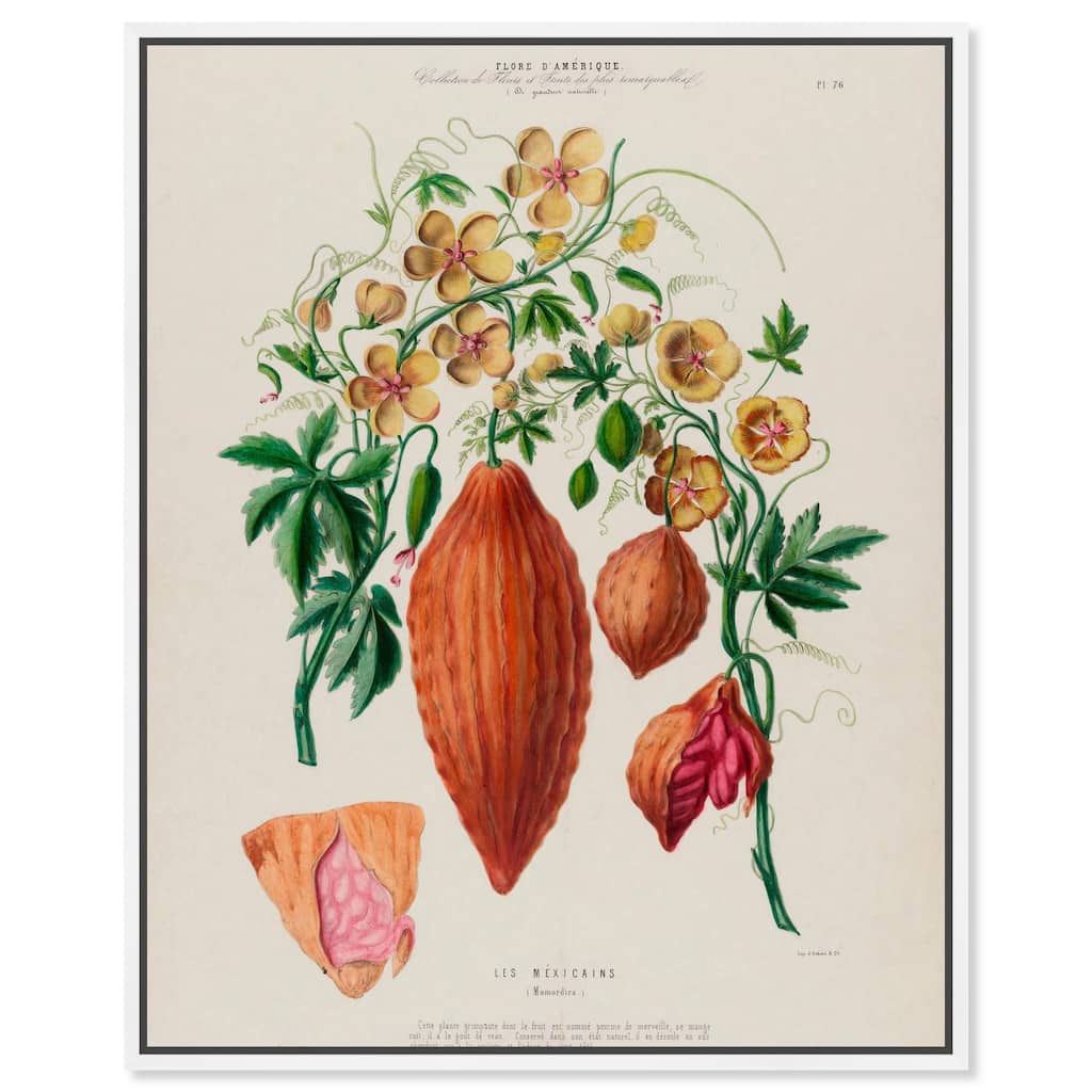 Momordica Exotic Floral Flore Canvas by Art Remedy