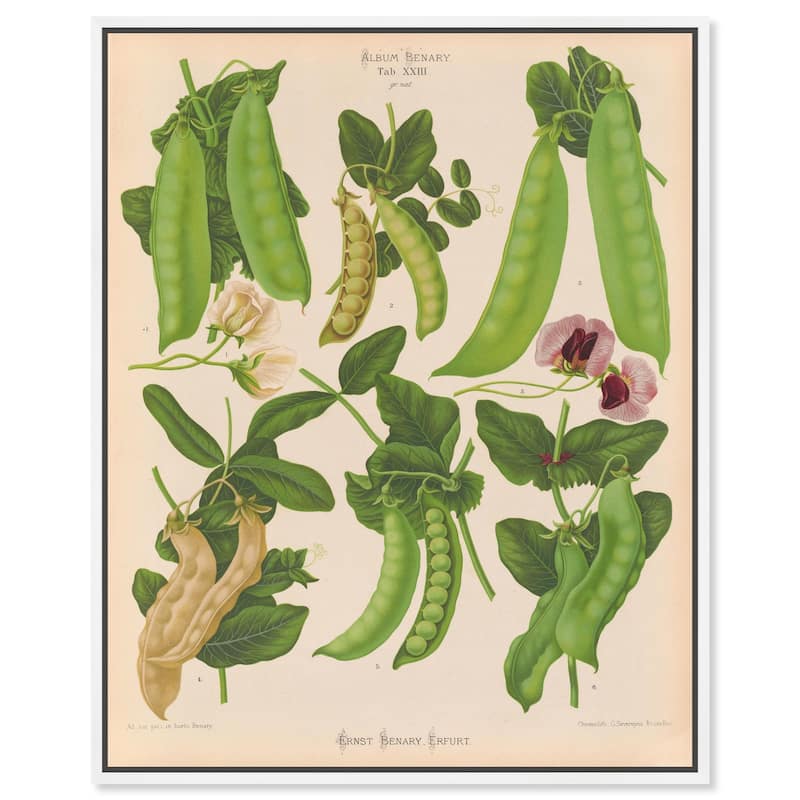 Podded Peas from Benary 1876 Canvas by Art Remedy - White - 36" x 45"