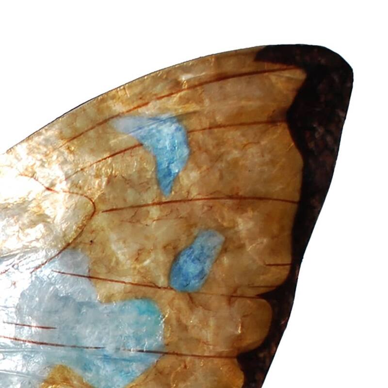 Butterfly Wall Decor Copper With Aqua (m2006) - 1 x 18 x 13
