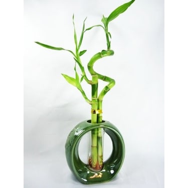 white princess philodendron White Princess Philodendron – Ed's Plant Shop