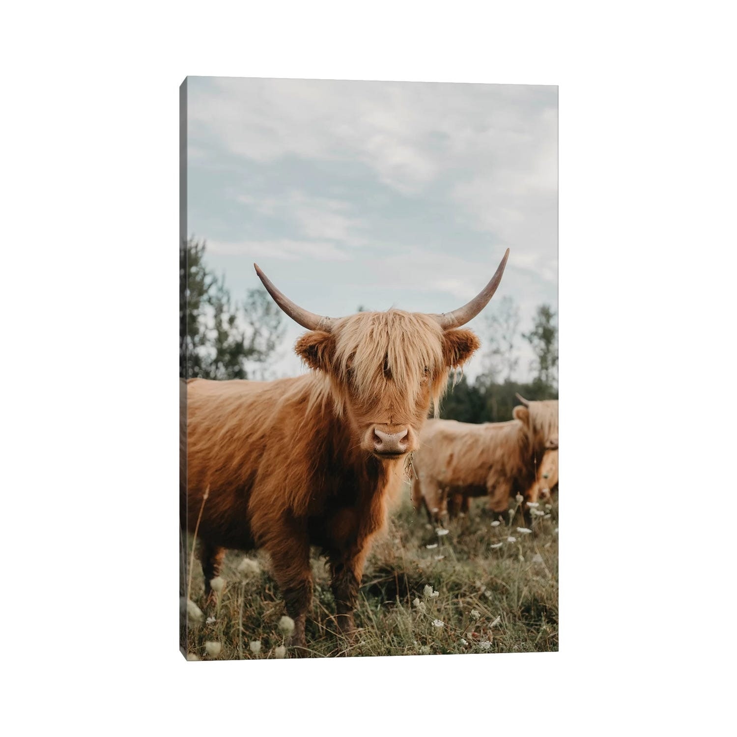 iCanvas "Highland Cow" by Chelsea Victoria Canvas Print