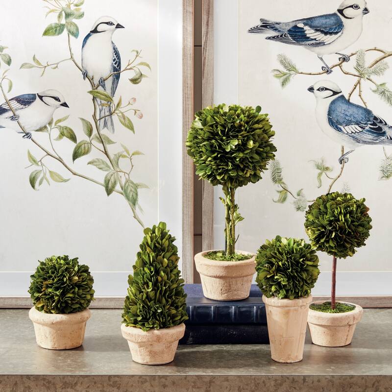 Boxwood Topiaries In Pots, Set Of 5