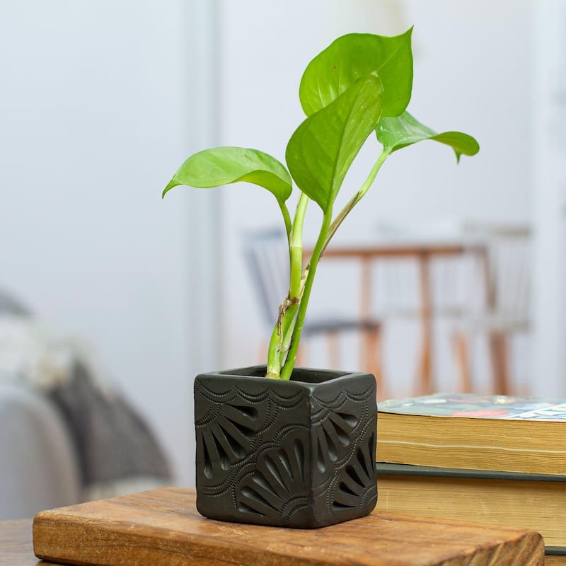 Novica Handmade Square & Peacock Too Barro Negro Mini Flower Pot