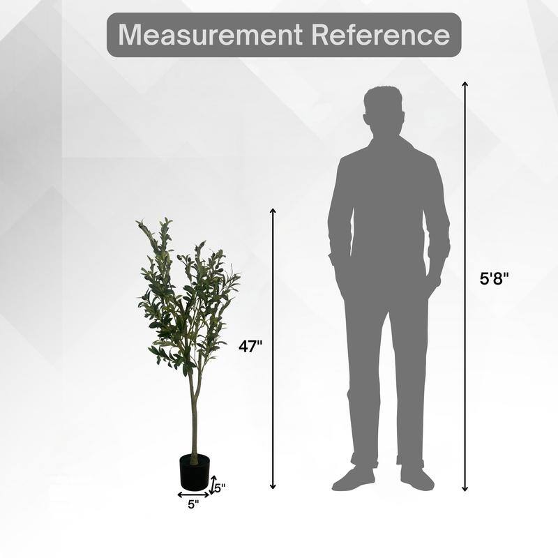 Olive Tree used in garden and outdoor, backyard