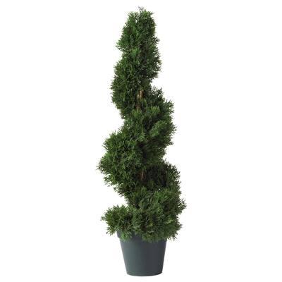 2' Cedar Spiral Tree w/452 Lvs