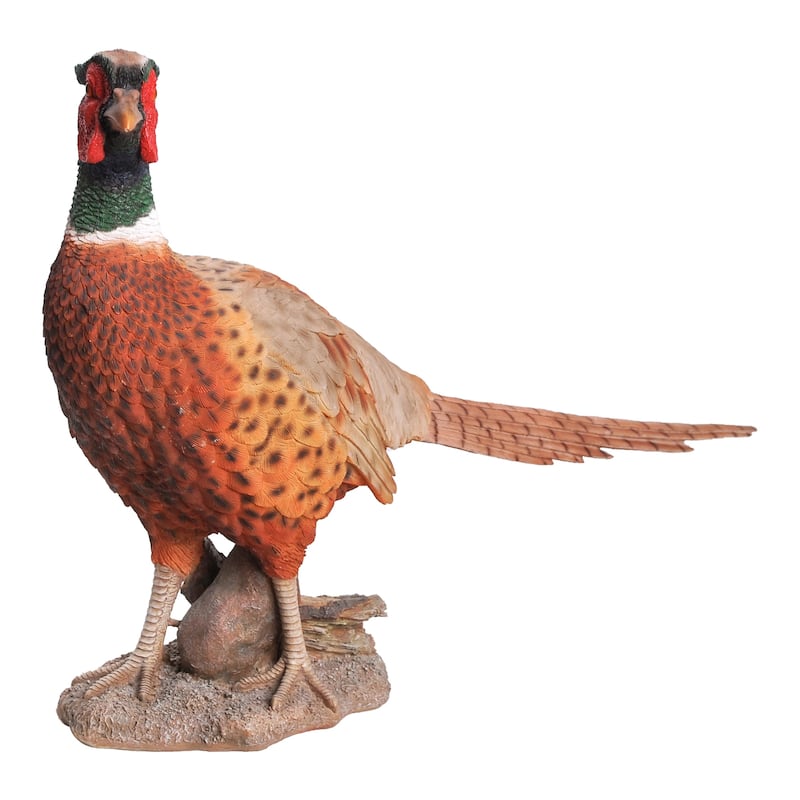 Standing Phesant