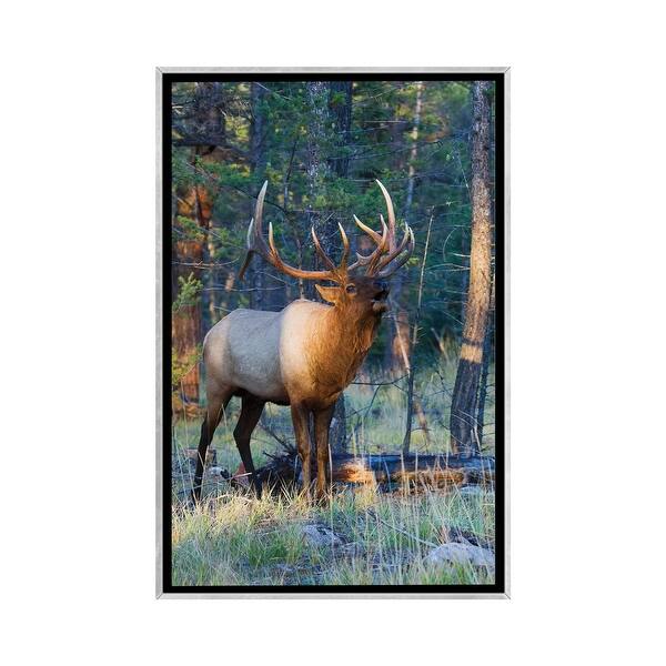 slide 2 of 12, iCanvas "Rocky Mountain bull elk bugling" by Ken Archer Framed Silver - 40x26