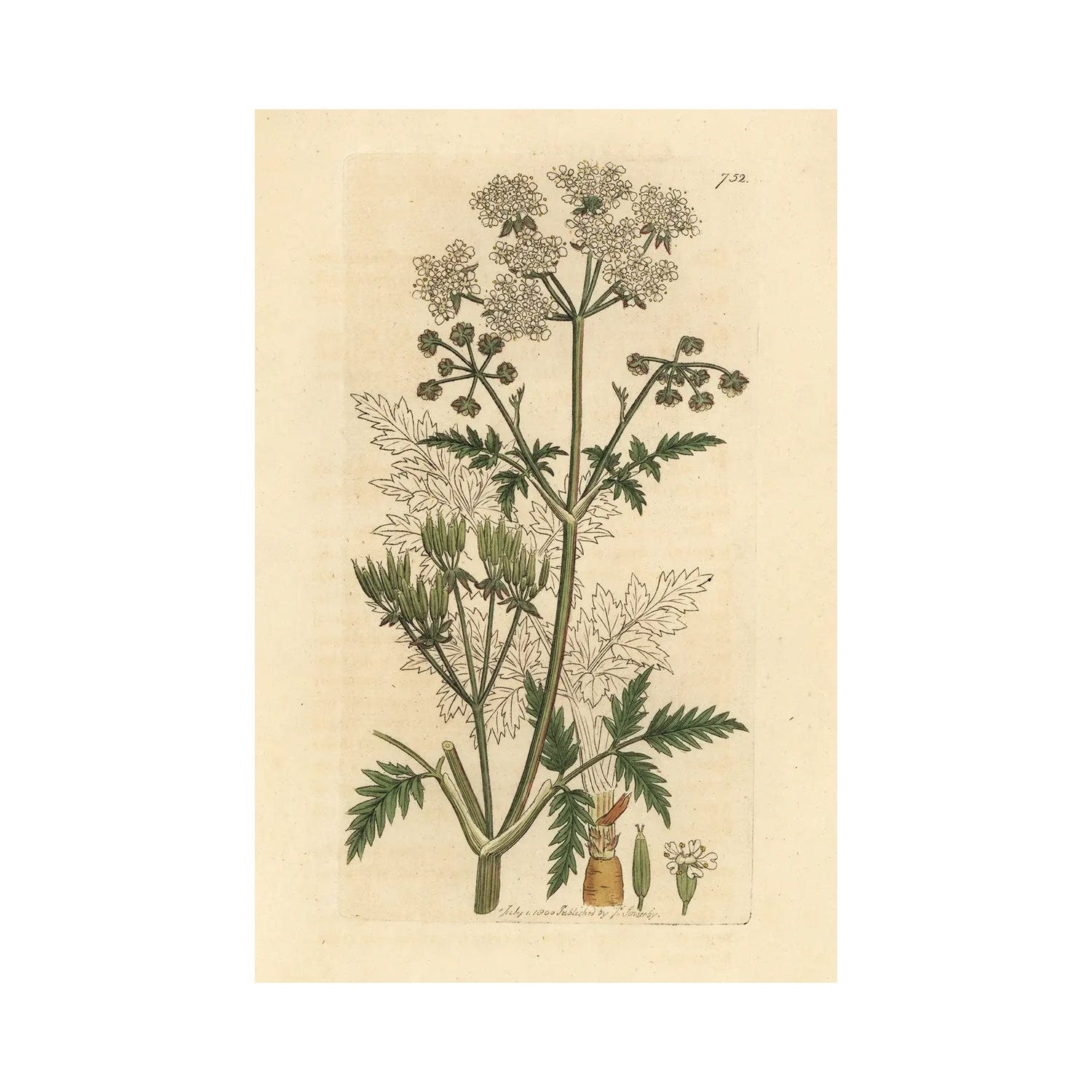 "Cow Parsley" by Florilegius Canvas Print