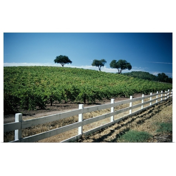 "Vineyard in Napa Valley, California" Poster Print