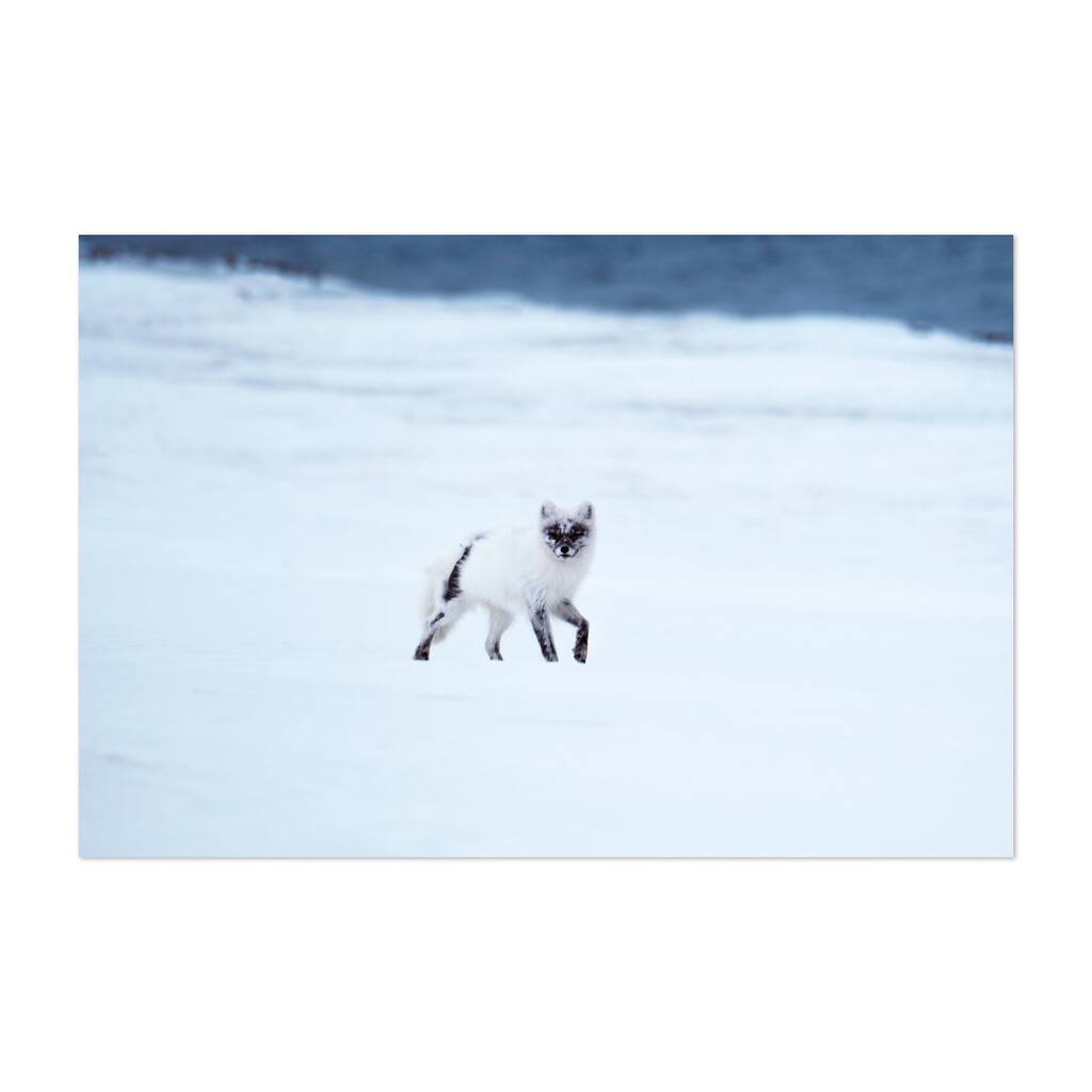 Longyearbyen Spitsbergen Norway Arctic Fox Animals Art Print/Poster