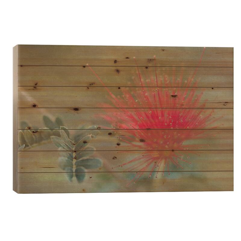 Baja Fairy Duster Print On Wood by Don Schwartz - Multi-Color - 18x26x1.5