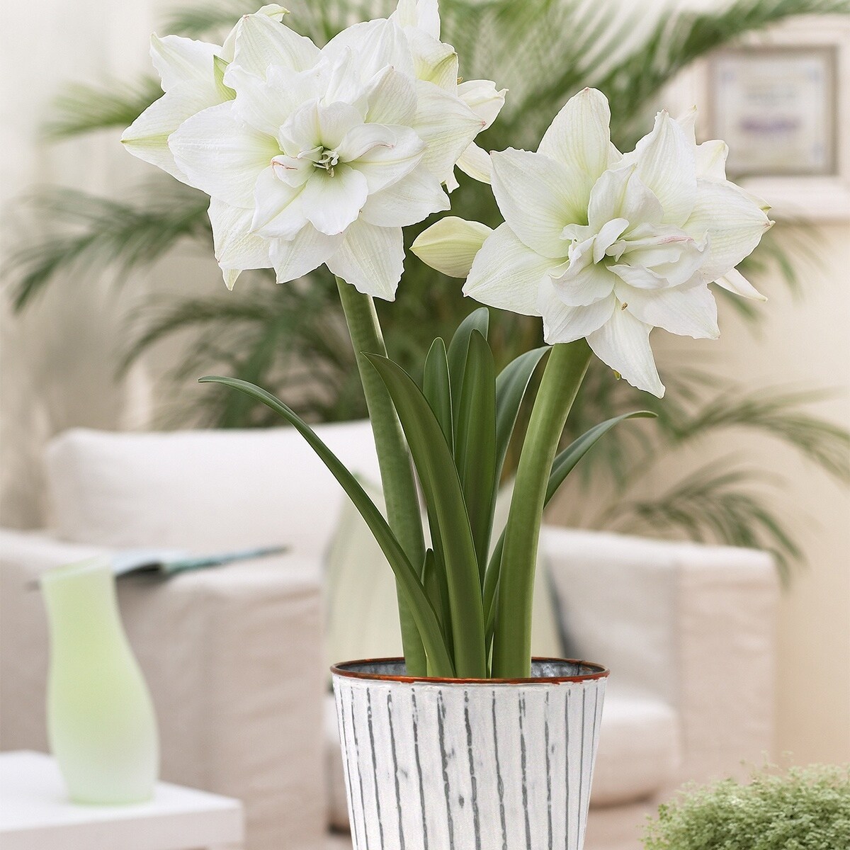 amari Van Zyverden Amaryllis Kit White Nymph with White Chalk Metal