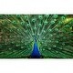 preview thumbnail 1 of 2, Peacock Plume Wild Zoo Animal 1000 Piece Jigsaw Puzzle