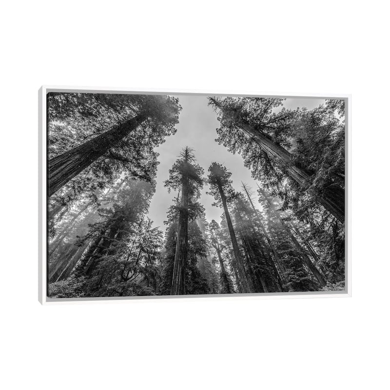 iCanvas "Sequoia Tree Forest Sky Black and White" by Nature Magick Framed Canvas Print - White - 32x48