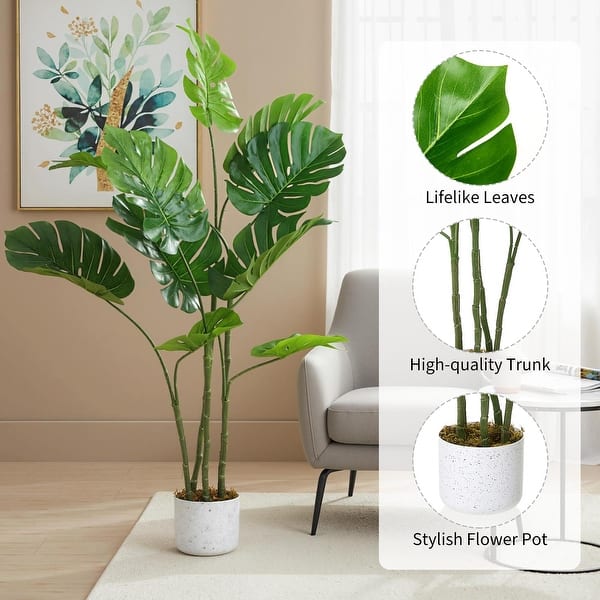 where to buy a monstera plant Monstera Full Mint deliciosa borsigiana Variegata XXL Half Moon(Nr 2)