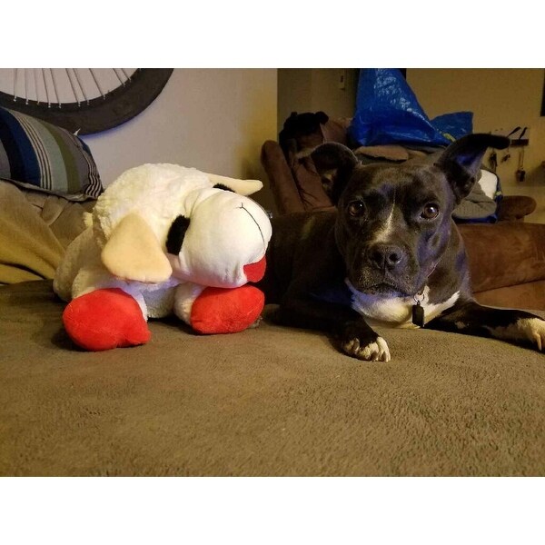 24 lamb chop dog toy