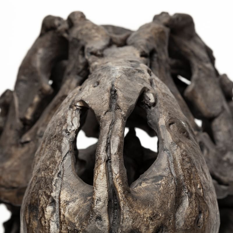 Authentic Replica T Rex Skull Sculpture - 11"W x 19"D x 20"H