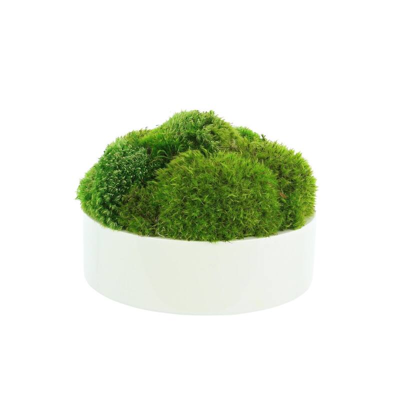 Rounded Moss in Round Fiberstone Planter - Green