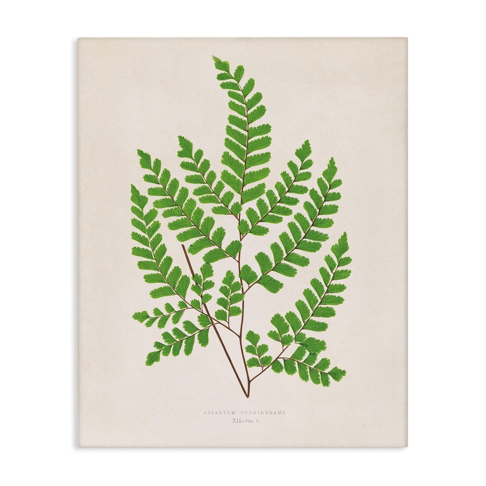 Stupell Woodland Sprigs Study Canvas Wall Art Design By Phillipa Katz
