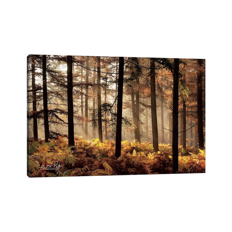 iCanvas "Fern Forest" by Martin Podt Canvas Print