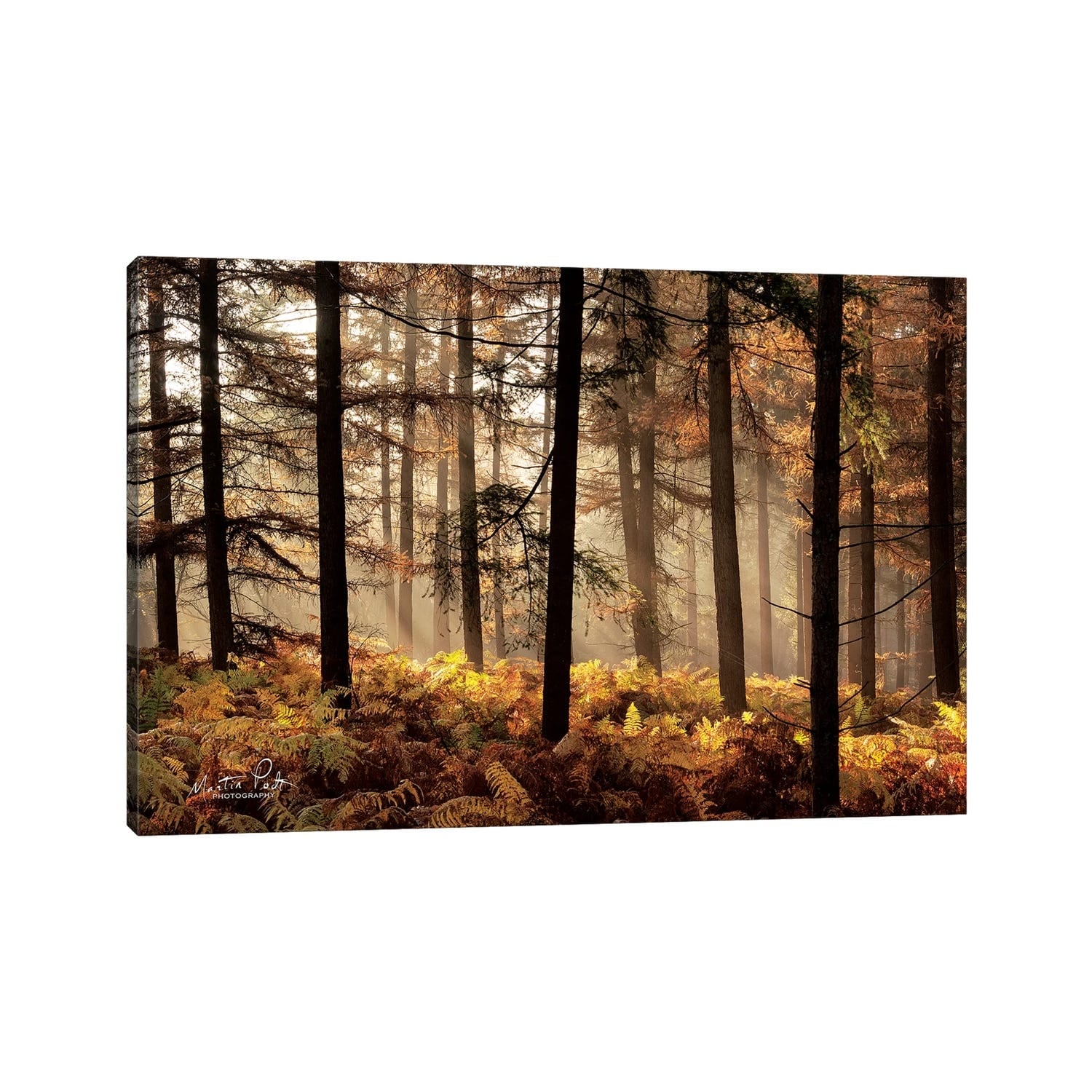 iCanvas "Fern Forest" by Martin Podt Canvas Print