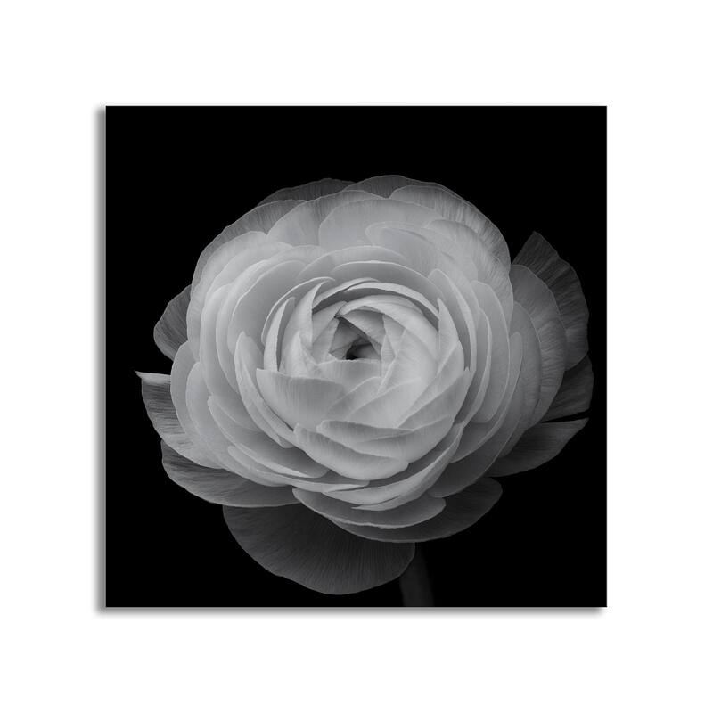 "Ranunculus" Framed Print Wall Art by Lotte Gronkjar