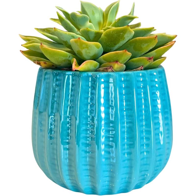 4.5 inch Ceramic Flower Pot - Teal