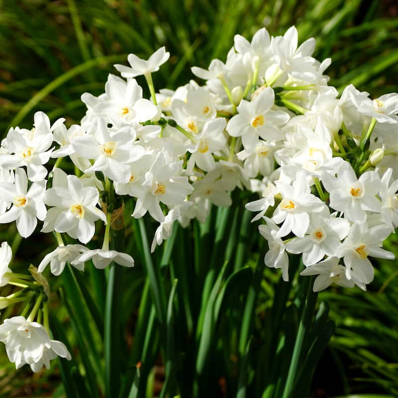 Paperwhite Fragrant Flowers - 9 Bulbs - Spring Blooming White Narcissus - Attracts Butterflies, Bees & Hummingbirds - 9 Bulbs