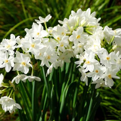 Paperwhite Fragrant Flowers - 9 Bulbs - Spring Blooming White Narcissus - Attracts Butterflies, Bees & Hummingbirds - 9 Bulbs