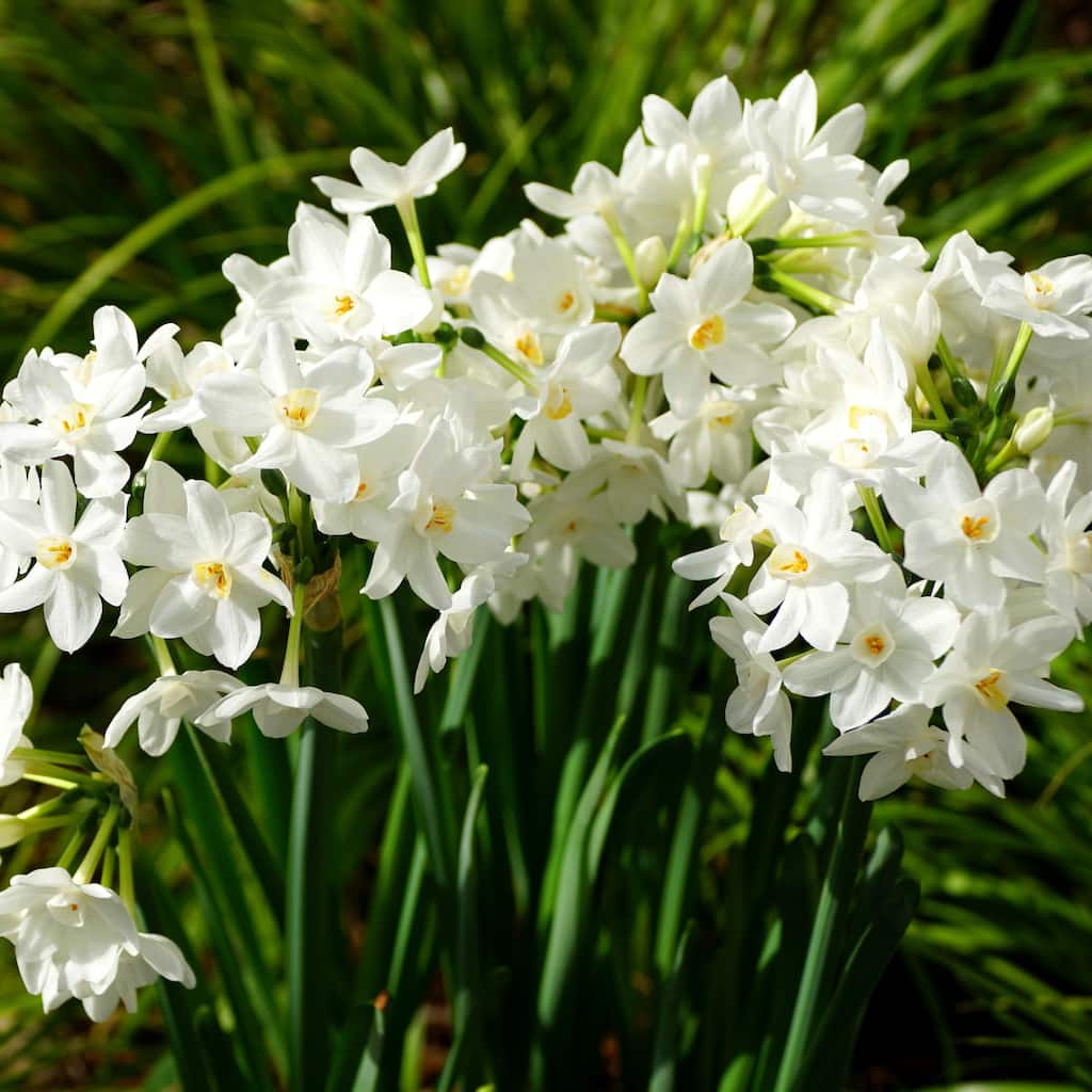 Paperwhite Fragrant Flowers - 9 Bulbs - Spring Blooming White Narcissus - Attracts Butterflies, Bees & Hummingbirds - 9 Bulbs