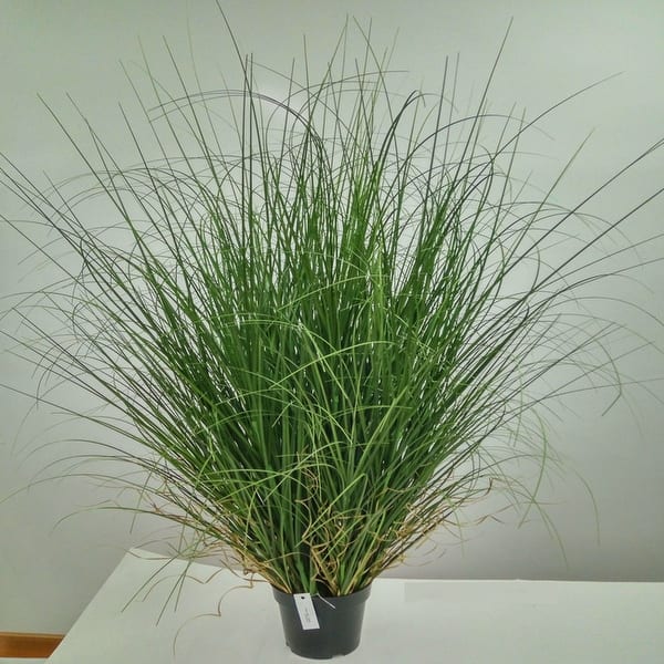 indoor grass plants Grass Ophiopogon Mondo Grass Plant in a 6-in. (1 Gal.) Grower Pot –  OnlinePlantCenter