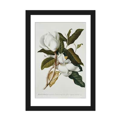 iCanvas "Magnolia," by Georg Dionysius Ehret