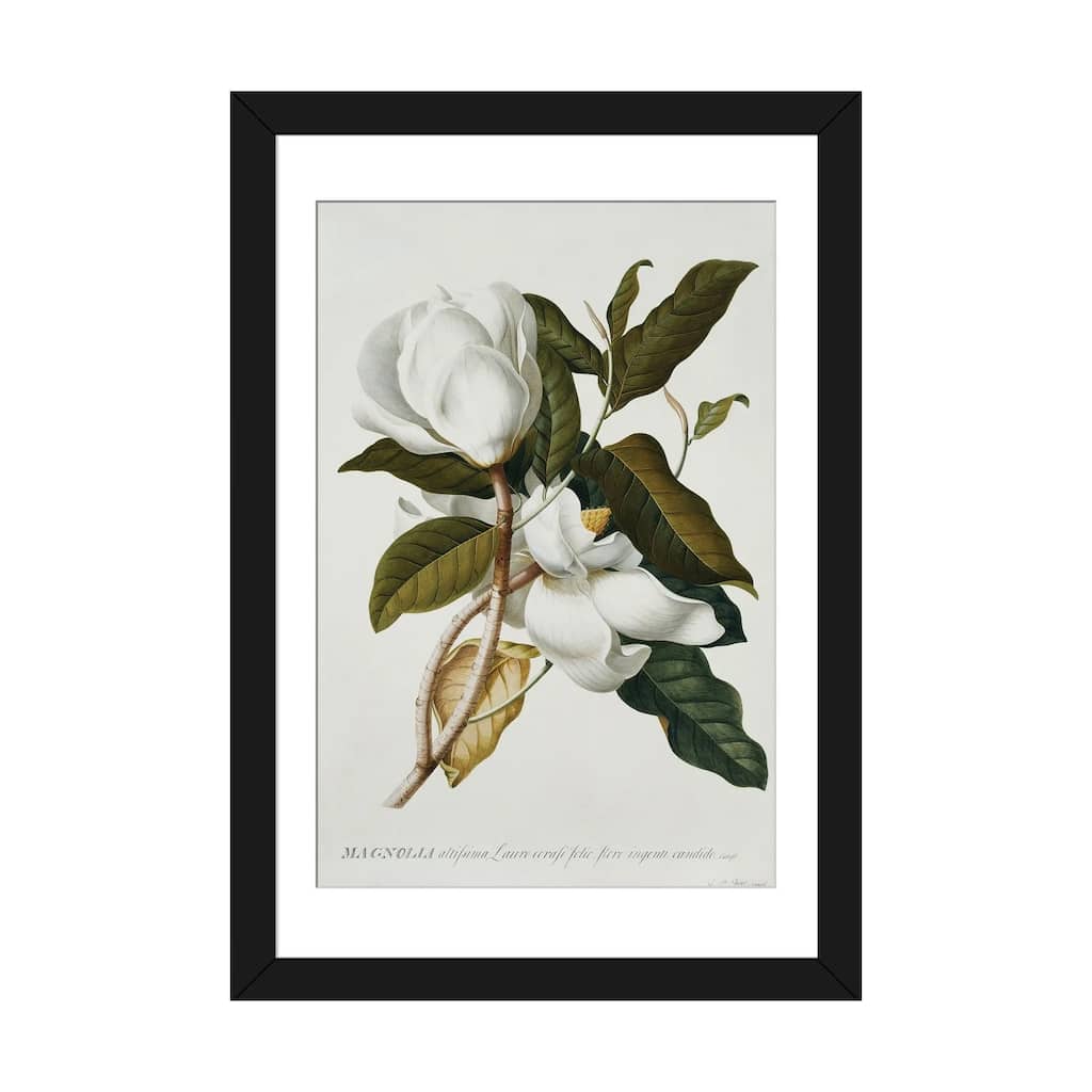iCanvas "Magnolia," by Georg Dionysius Ehret