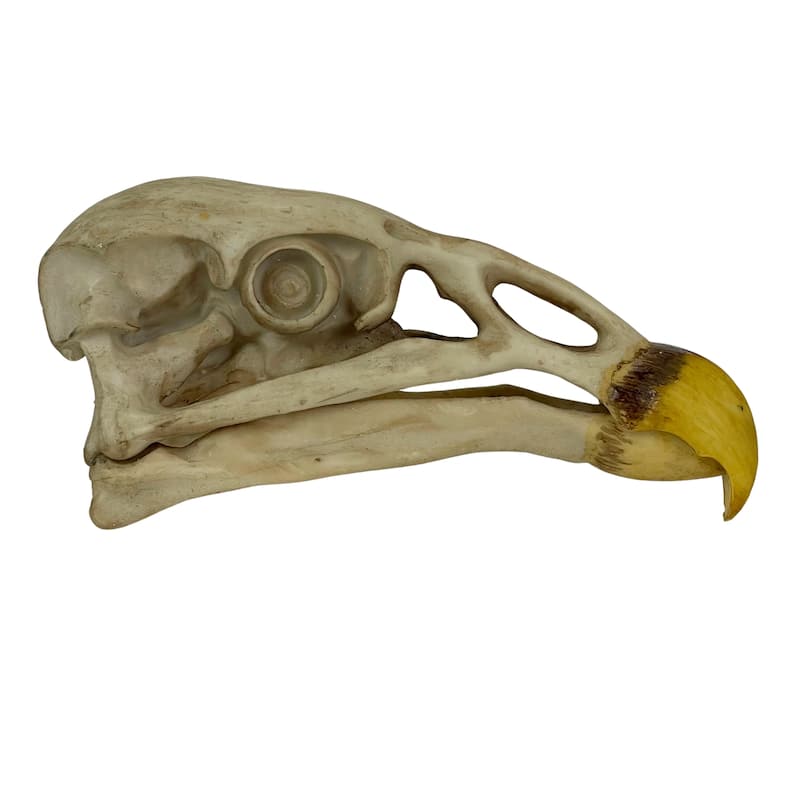 Replica California Condor Skull Realistic Endangered Species Decor - 4 X 8 X 2.5 inches
