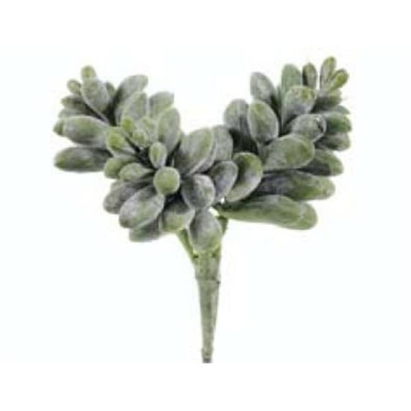 CK3015-GR 6 in. Sedum Pick Green- Case of 12