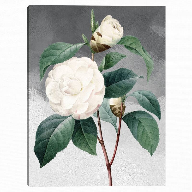 White Common Camellia Grey Canvas Art Print