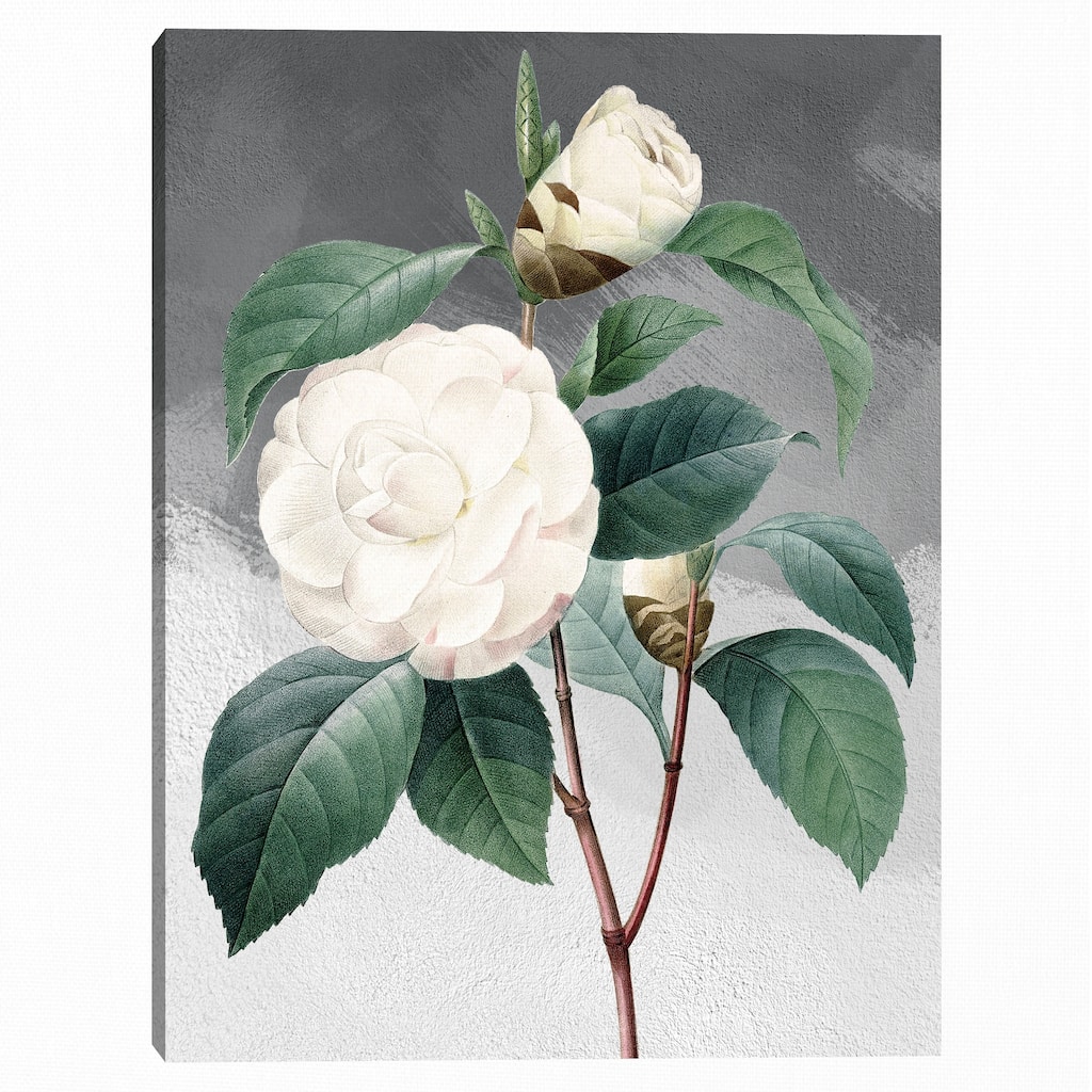 White Common Camellia Grey Canvas Art Print