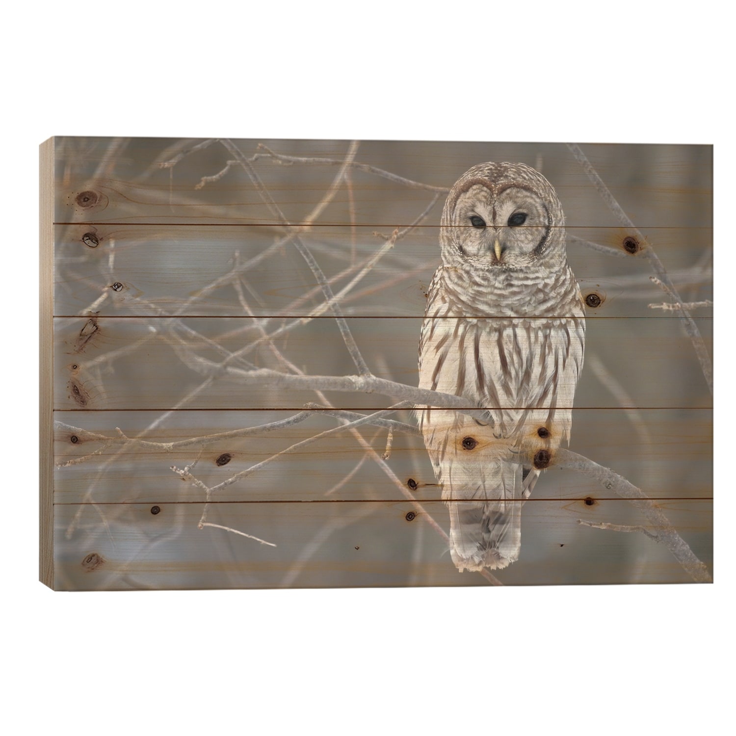 Barred Owl on Branches Print On Wood by Unknown Artist - Multi-Color