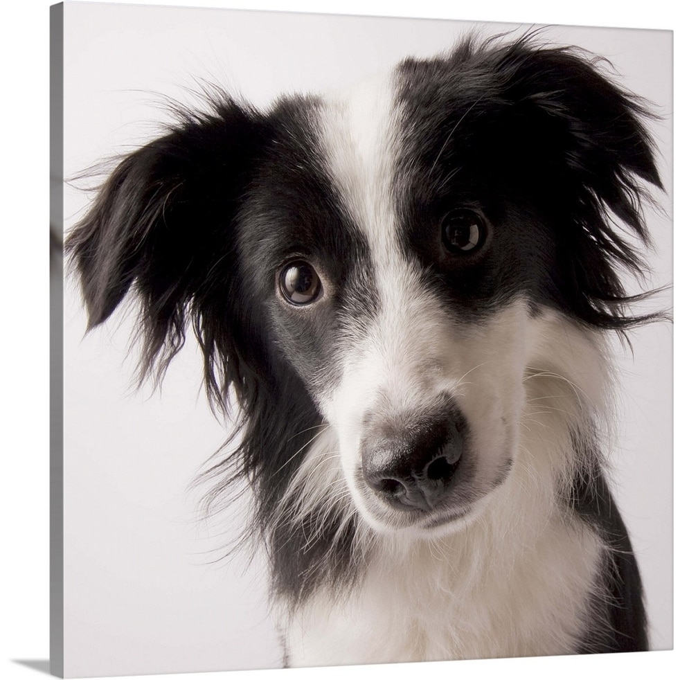 Shop A Border Collie Australian Shepherd Mix Canvas Wall Art Overstock 16483872