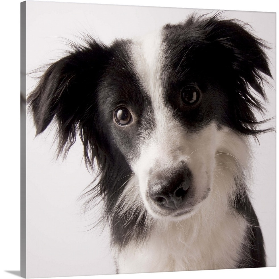 A Border Collie Australian Shepherd Mix Canvas Wall Art Overstock