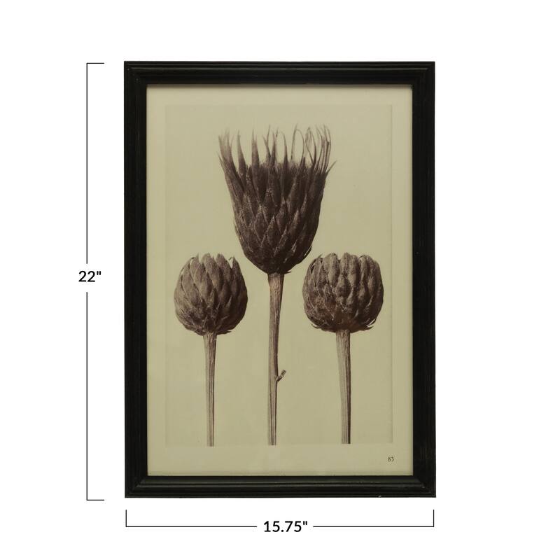 Wood Framed Artichoke Print with Glass Cover